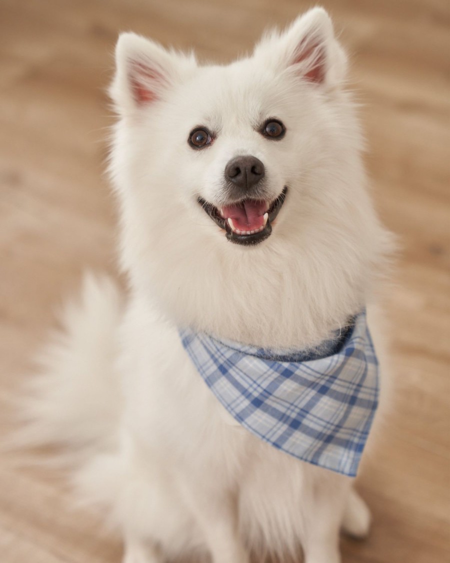 Maison Petite Plume | Bandana En Serge Pour Chien En Tartan Marin