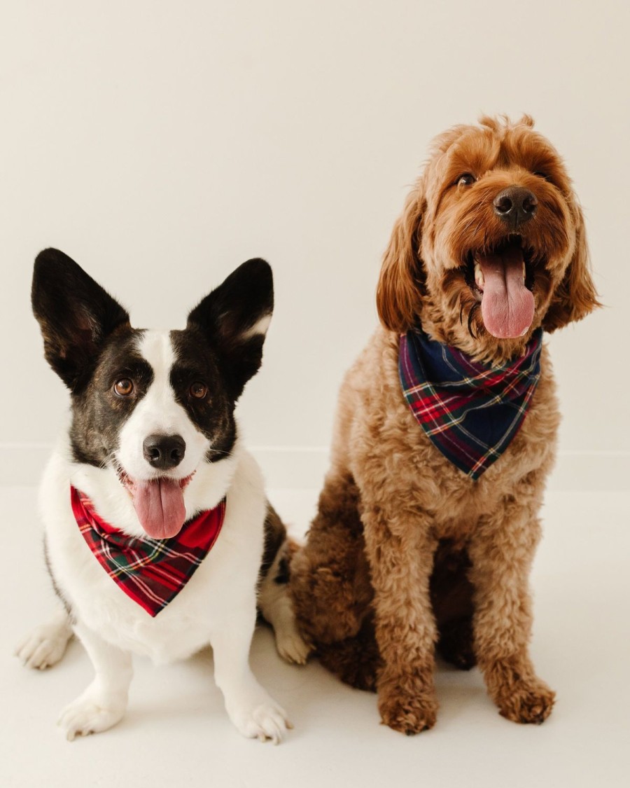 Maison Petite Plume | Bandana Pour Chien En Tartan De Windsor