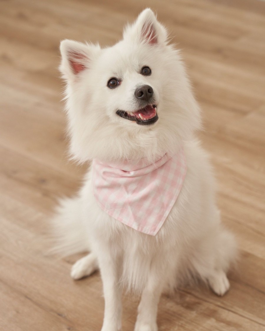 Maison Petite Plume | Bandana En Serge Pour Chien Dans Les Souhaits D'Anniversaire